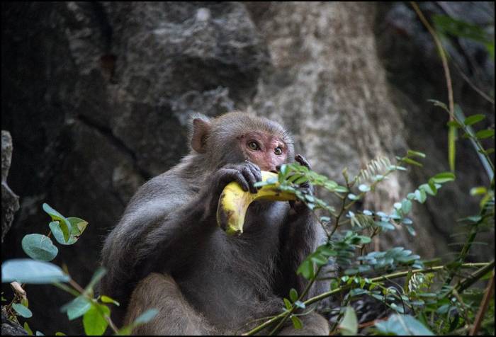resident monkey Hạ Long Bay