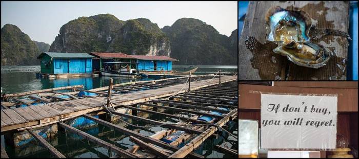 a visit to the pearl farm Hạ Long Bay