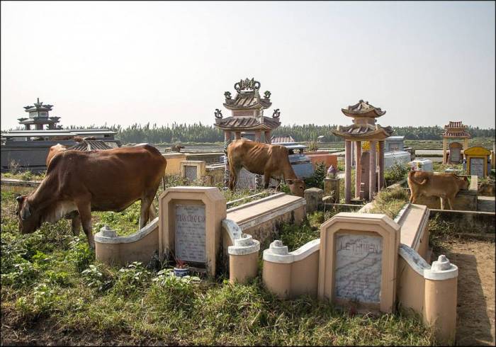 cows and ornate cemeteries cows and ornate cemeteries