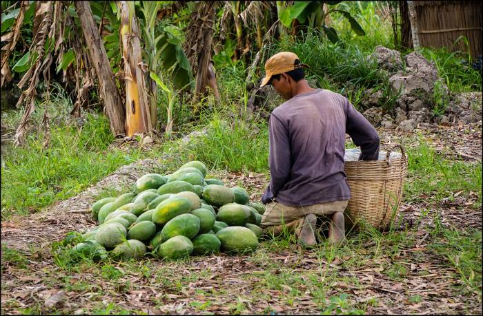 papaya harvest Mekong delta