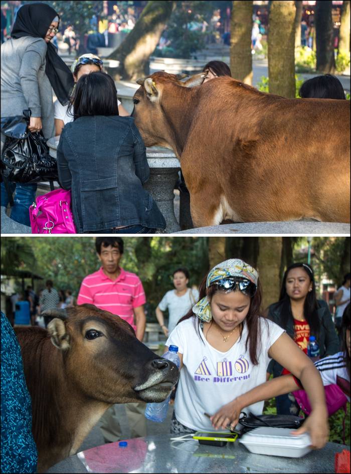 holy nosy cows holy nosy cows