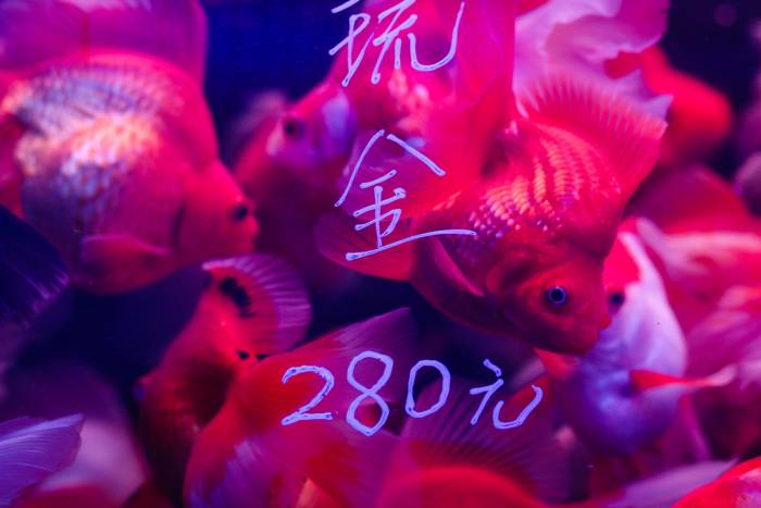 goldfish market goldfish market