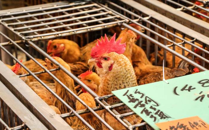 a fine specimen a fine specimen