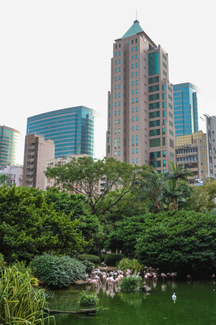 flamingos in the city flamingos in the city