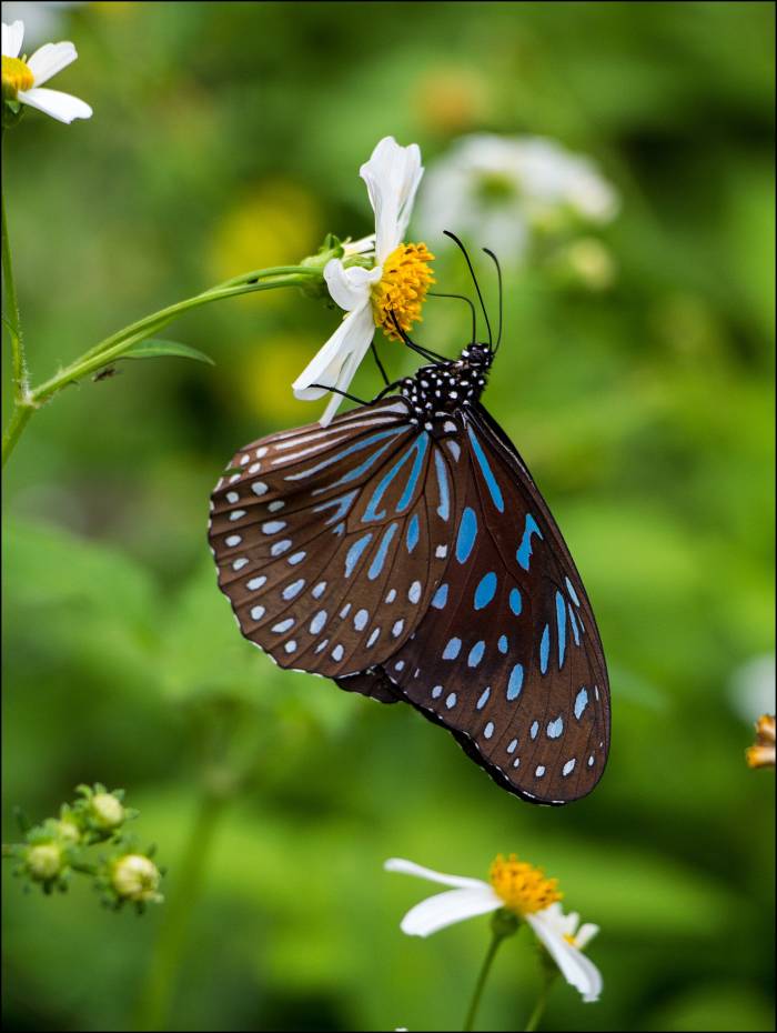 blue tiger butterfly blue tiger butterfly