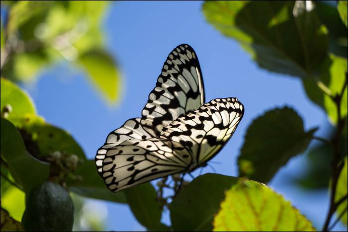 beautifully named rice paper butterfly beautifully named rice paper butterfly