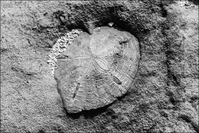 fossilized 'sand dollar' sea urchin dating from early Miocene period fossilized 'sand dollar' sea urchin dating from early Miocene period