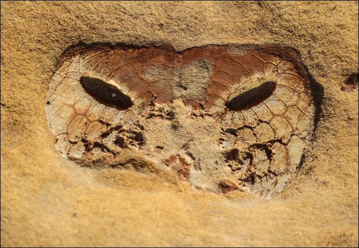 fossilized 'sand dollar' sea urchin dating from early Miocene period fossilized 'sand dollar' sea urchin dating from early Miocene period