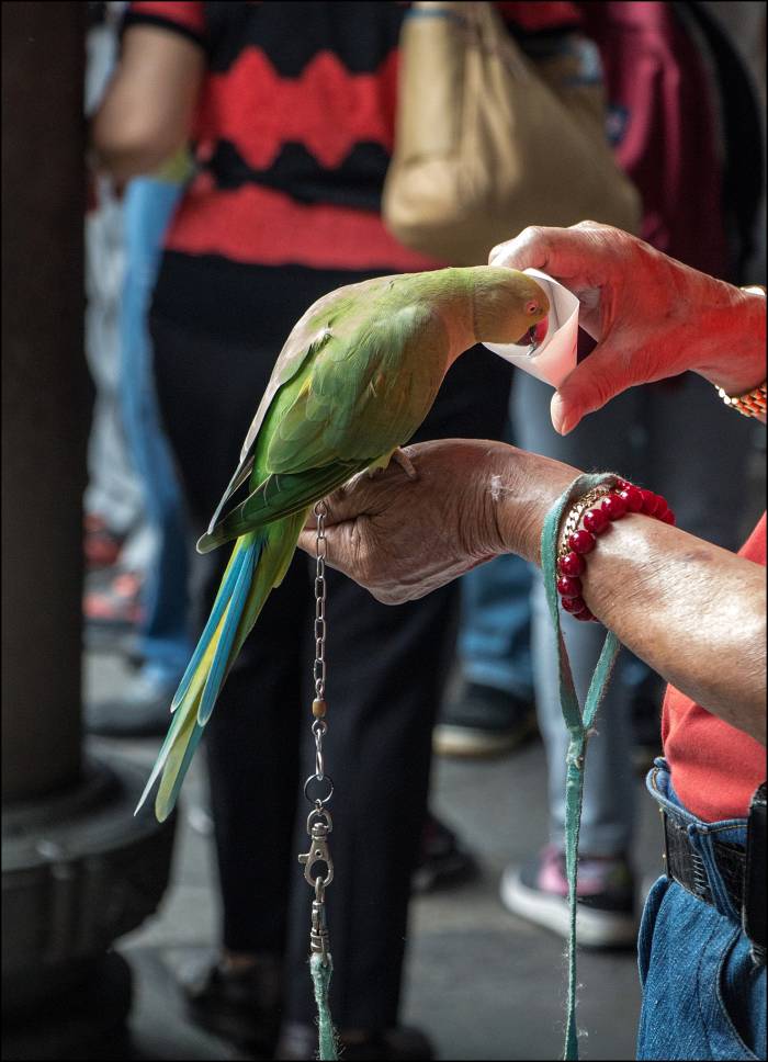 take your bird to the temple take your bird to the temple
