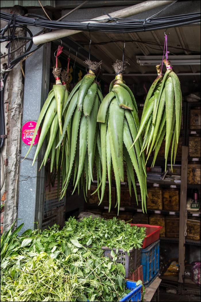 fragrant aroma of the herb street fragrant aroma of the herb street