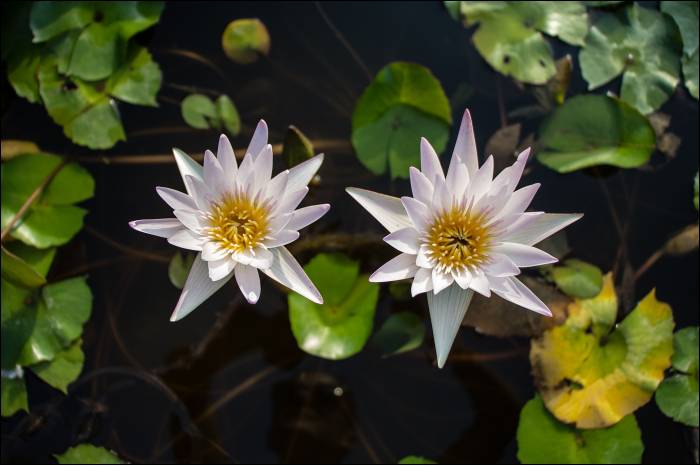 water lilies in one of the numerous temples water lilies in one of the numerous temples